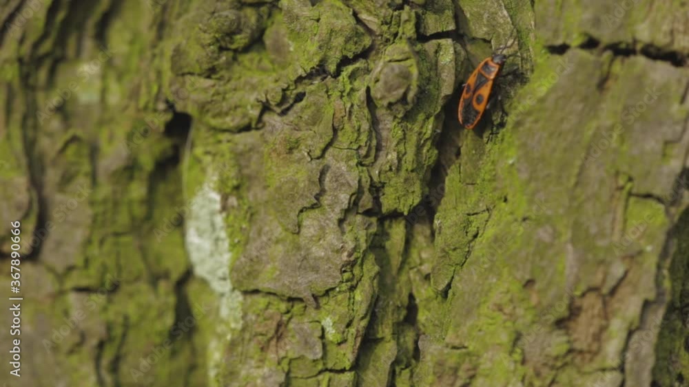 Red European Firebug Creeping On The Textured Tree Trunk In The Forest. - trucking shot Red European Firebug Creeping On The Textured Tree Trunk In The Forest. - trucking shot