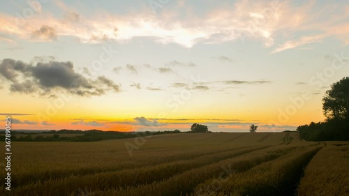 Wallpaper Mural Time lapse, panoramic landscape view of golden cultivated fields, during sunset Torontodigital.ca