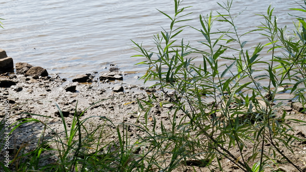 grass and water grass and water