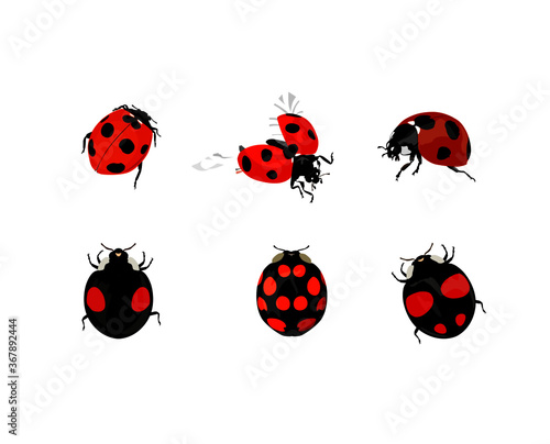 set of ladybug illustrations