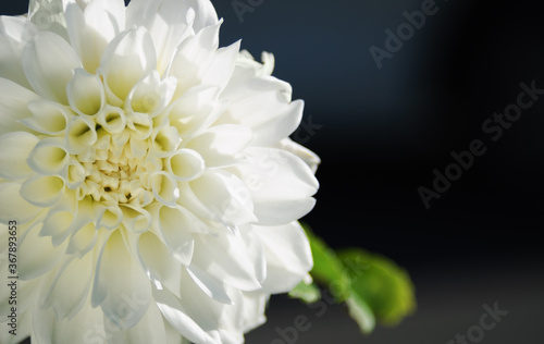 White flower close-up © KSSM tomo