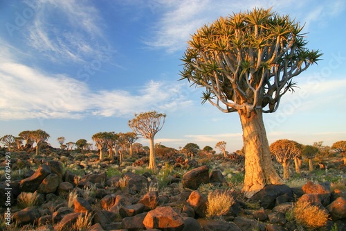 The Quiver Tree Forest in Namibia photo