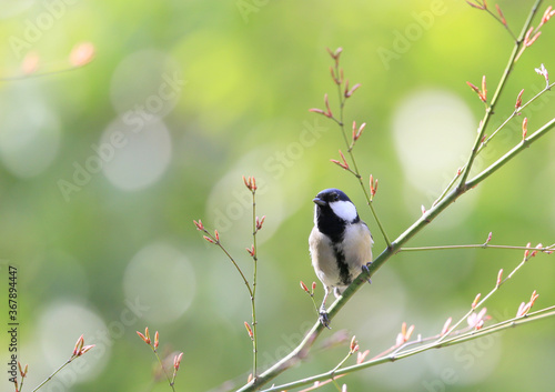 Fotografie シジュウカラ