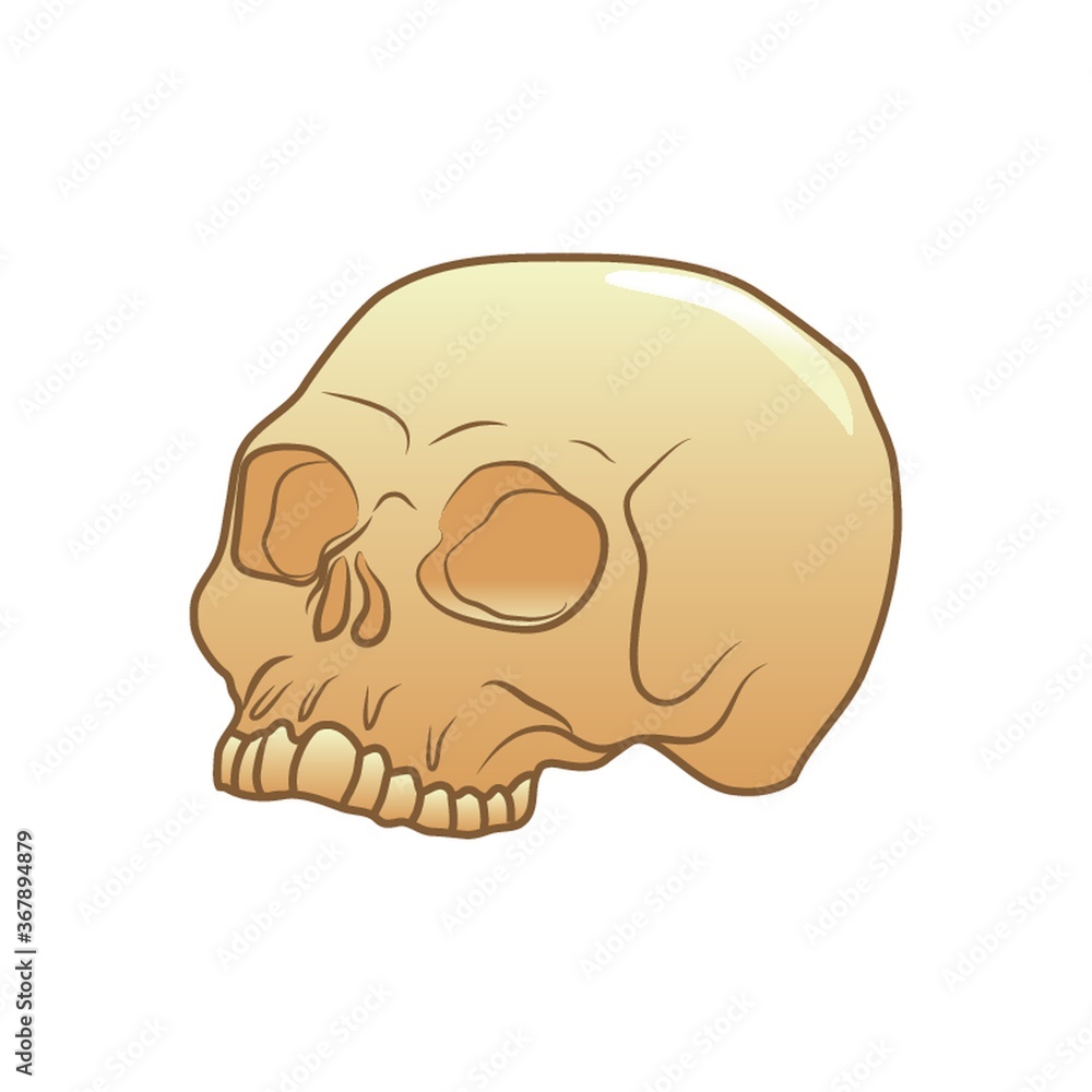 skull skull