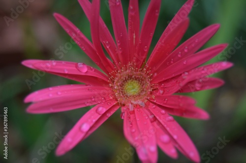 dew on flower