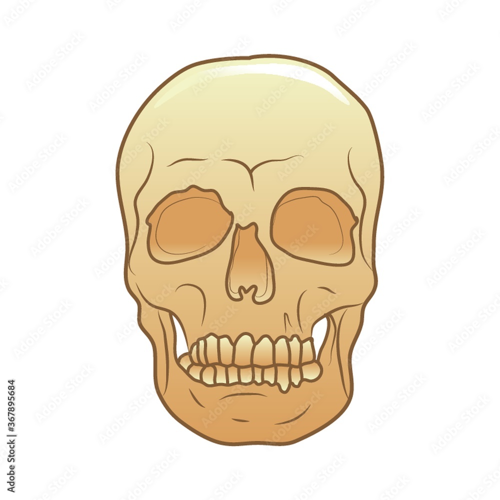 Fototapeta premium skull