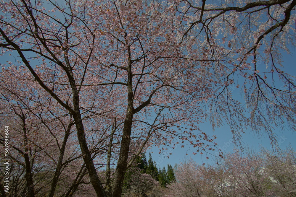 SAKURA, cherryblossom in the northern alps of Japan, Hakuba SAKURA, cherryblossom in the northern alps of Japan, Hakuba