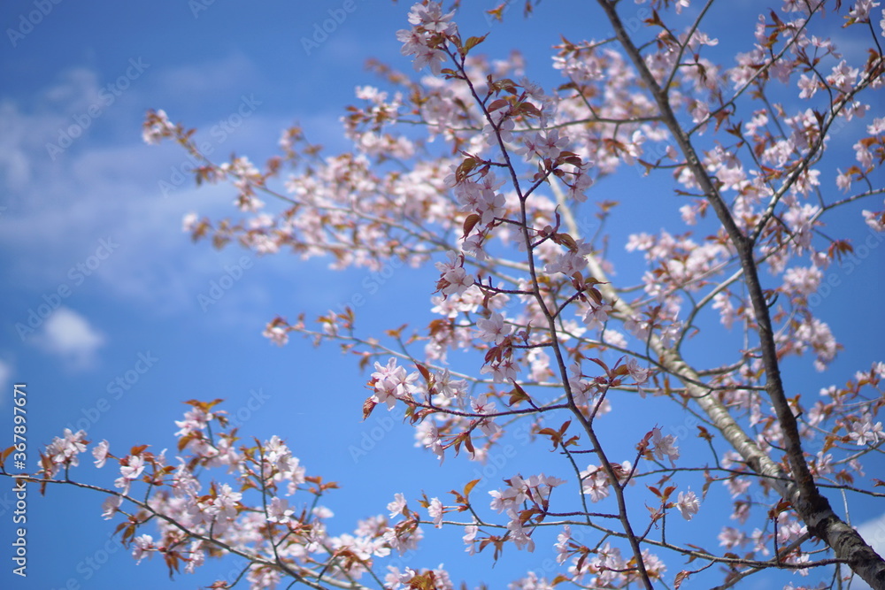 SAKURA, cherryblossom in the northern alps of Japan SAKURA, cherryblossom in the northern alps of Japan