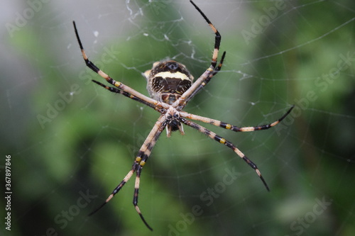 Spider, Choachi, Colombia