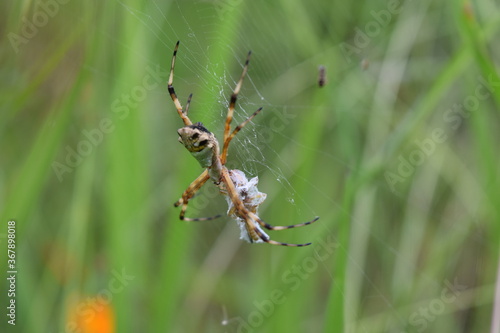 Spider, Choachi, Colombia