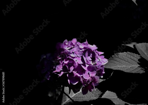 Purple Hydrangea With A Dark Background