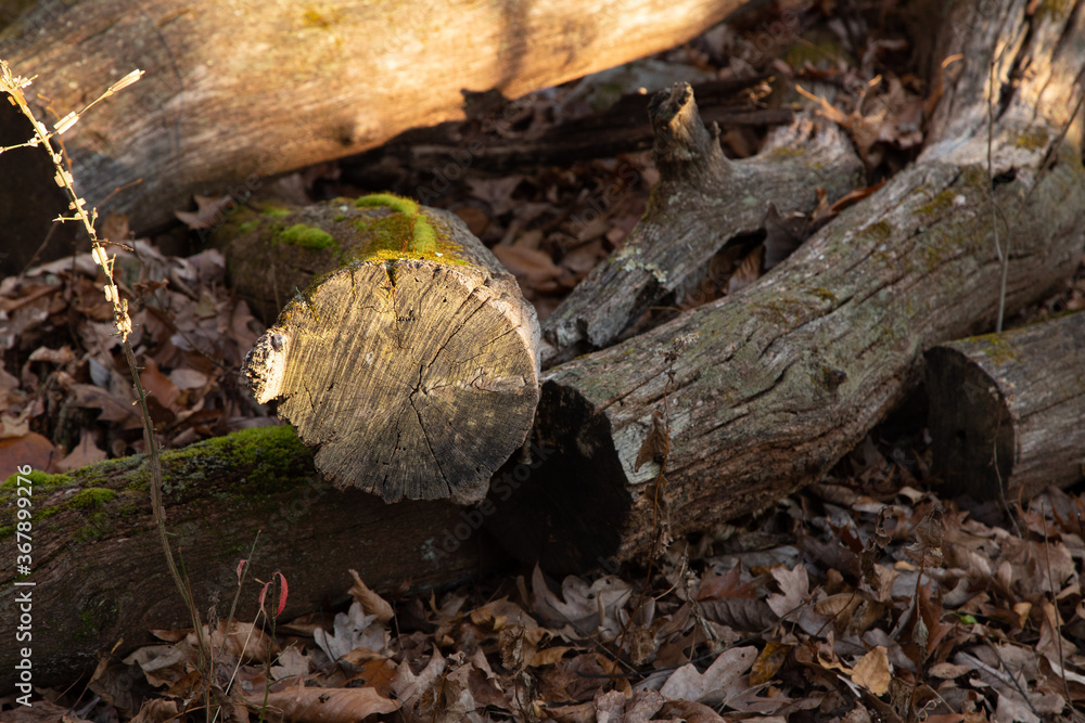 Fototapeta premium Tree stump log laying in the forest
