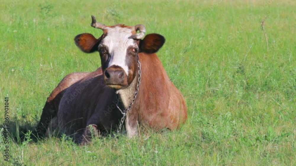 One cow lying in the pasture eating grass in a bright Sunny day. Copy space One cow lying in the pasture eating grass in a bright Sunny day. Copy space