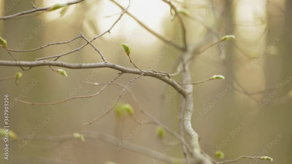 Offspring Buds On Tree Twigs - selective focus Offspring Buds On Tree Twigs - selective focus