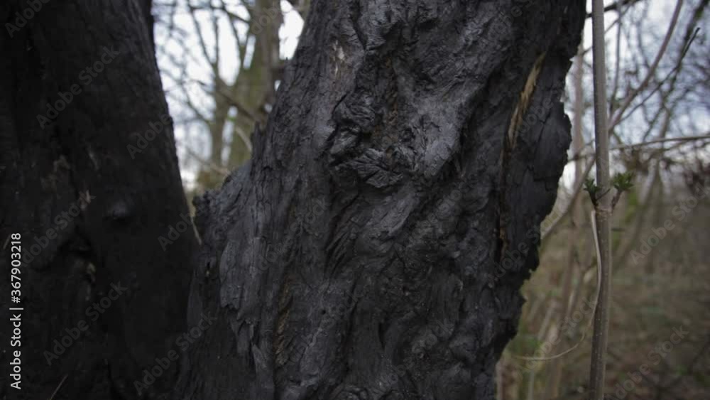 Closer Look On A Rough Tree Trunk In The Forest In Zlotoryja, Poland - close up - tilt down shot Closer Look On A Rough Tree Trunk In The Forest In Zlotoryja, Poland - close up - tilt down shot