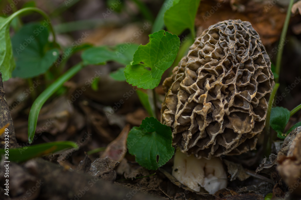 single mushroom morel large view single mushroom morel large view