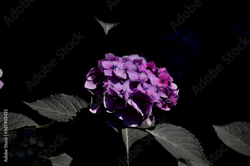 Purple Hydrangea In The Shadows