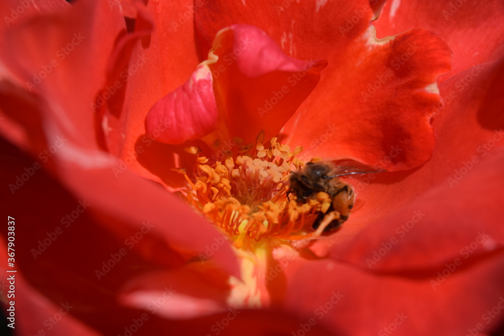 close up of a flower, bee Choachi, Colombia close up of a flower, bee Choachi, Colombia