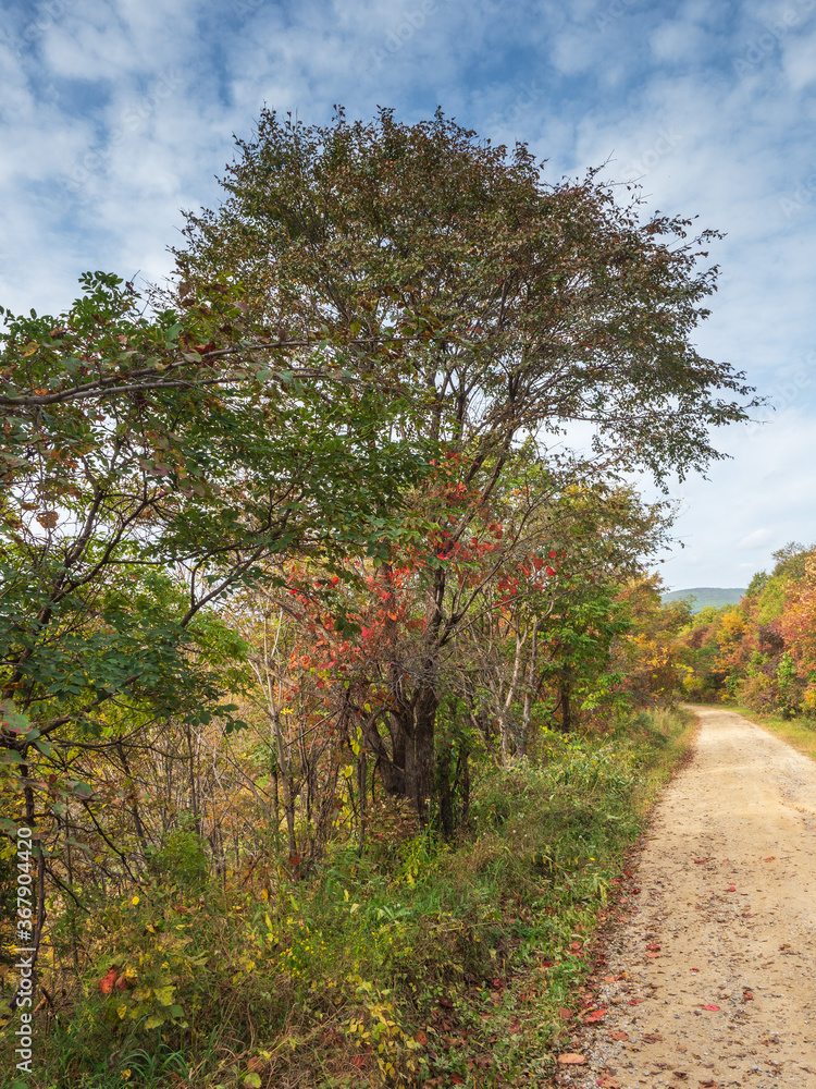 orest landscape, road to the forest, autumn trees with colorful foliage orest landscape, road to the forest, autumn trees with colorful foliage