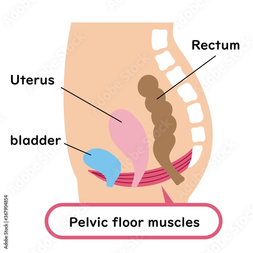 Illustrated illustration of the pelvic floor muscles