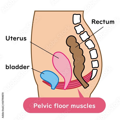 Illustrated illustration of the pelvic floor muscles