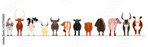 various cattle border