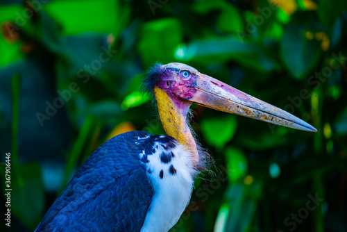Photography Close up of Lesser adjutant or Leptoptilos javanicus