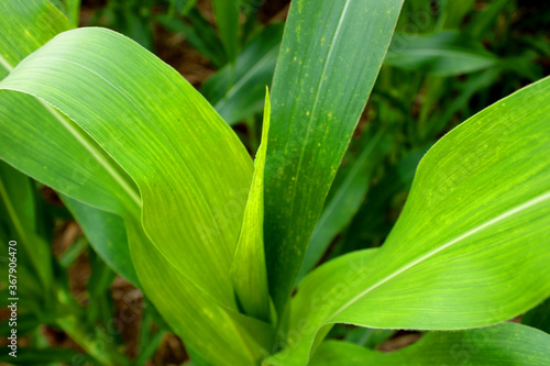 Corn leaves landscape in field agriculture with green nature. The plant grow in the farm.