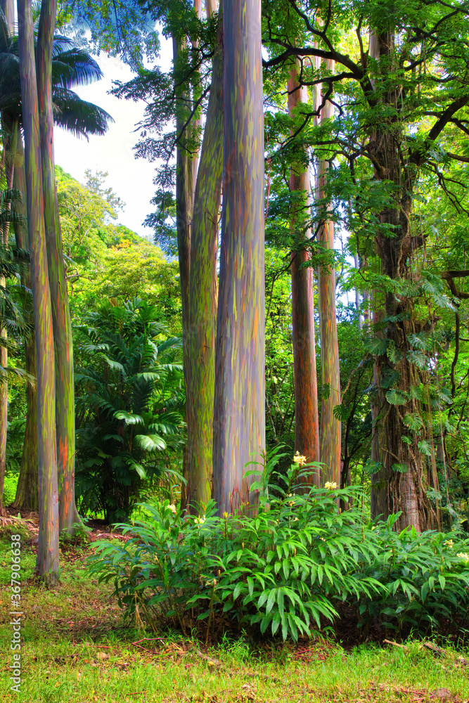 Beautiful and unique rainbow eucallyptus grove of trees on Maui. Beautiful and unique rainbow eucallyptus grove of trees on Maui.