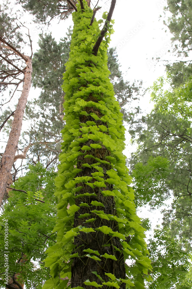 Fototapeta premium 植物、自然、緑、公園、庭園、木、葉、庭、樹木、花、フラワー