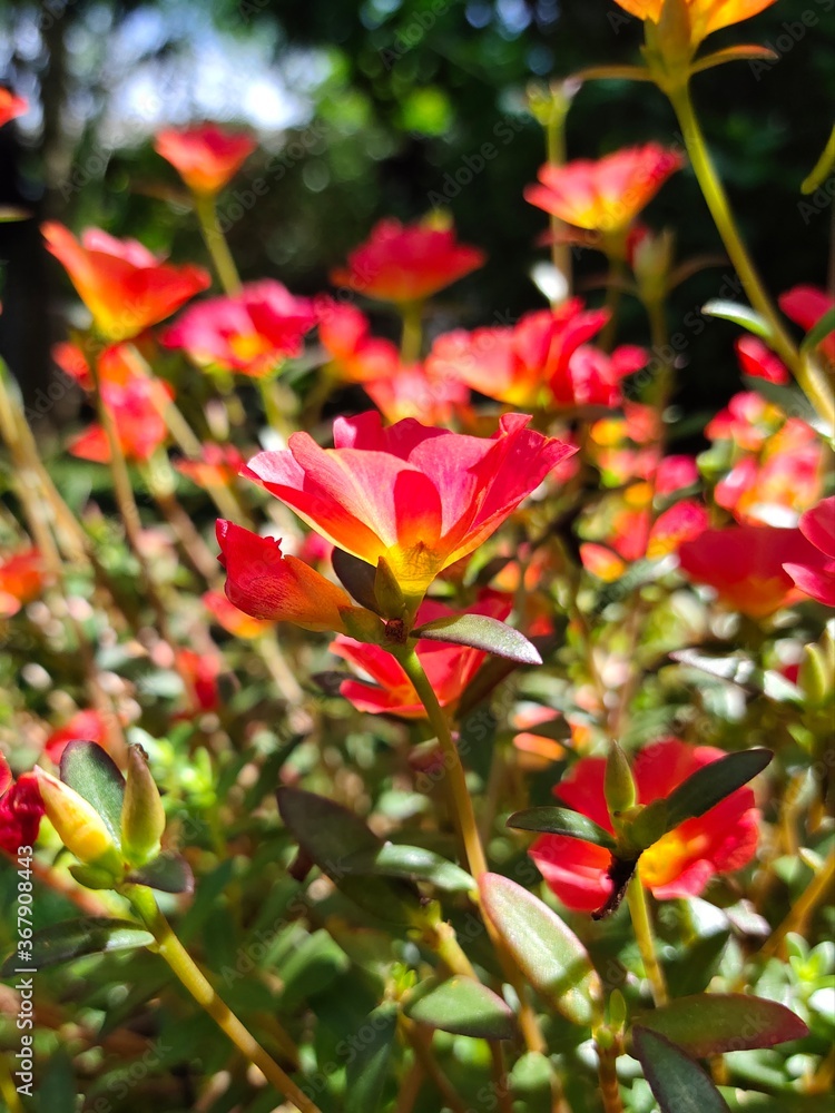 red and yellow flower red and yellow flower