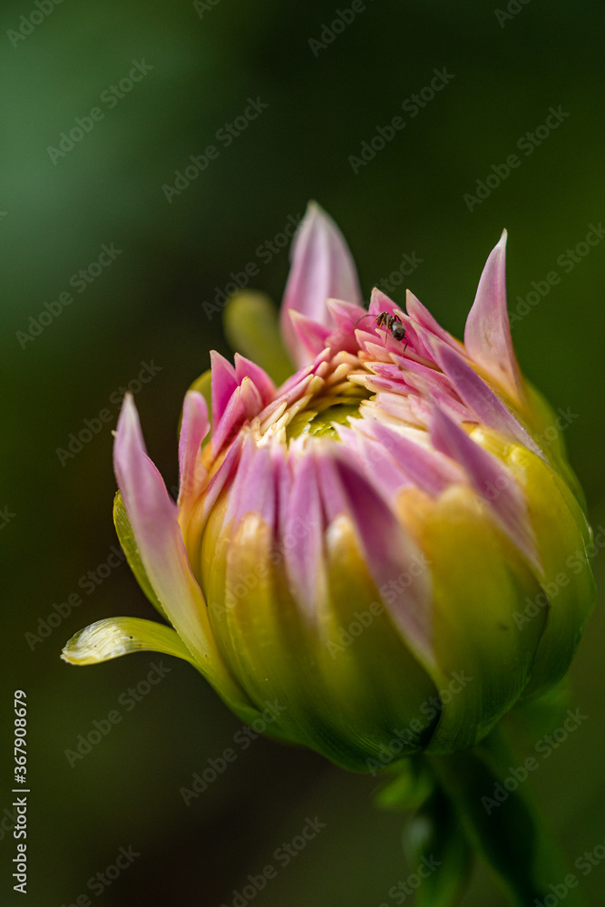 Fototapeta premium close up of a dahlia flower bud with wrapped up pink petals ready to bloom in the garden with creamy green background