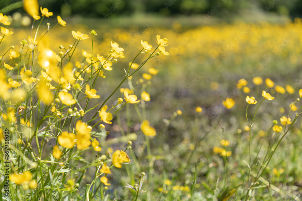 Obraz premium Yellow flowers close-up on a pond