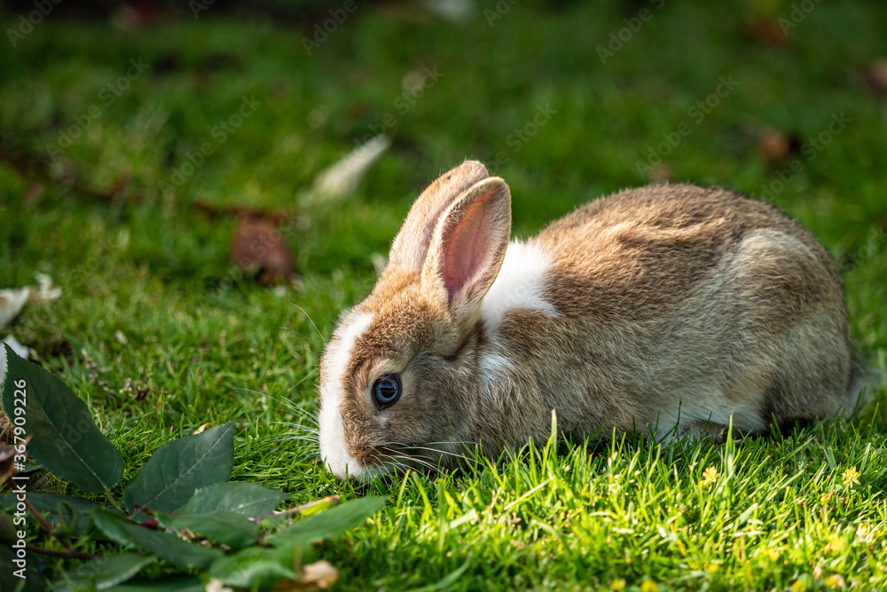 close up of a blue-eyed cute brown bunny with white spotted fur eating on green grass field under the sun close up of a blue-eyed cute brown bunny with white spotted fur eating on green grass field under the sun