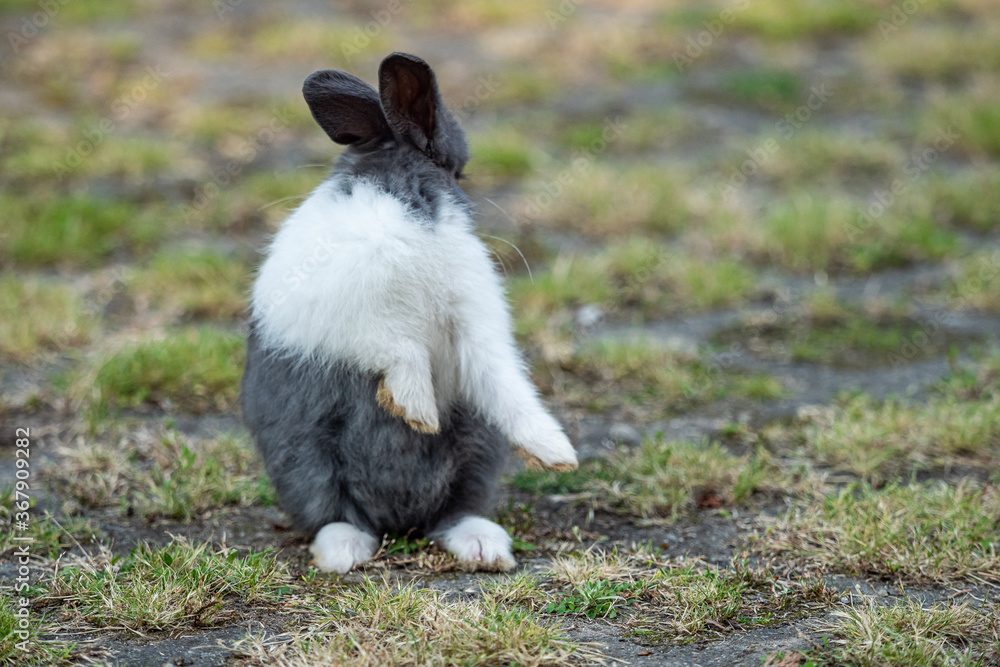cute grey bunny with white chest and front legs sitting on grassy ground licking its back cute grey bunny with white chest and front legs sitting on grassy ground licking its back