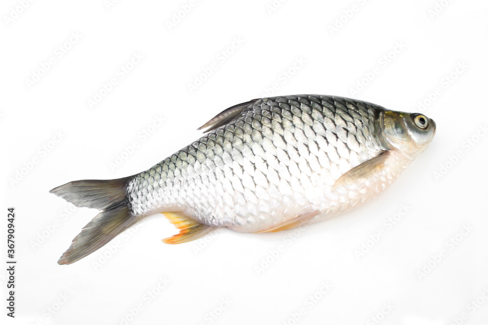 Carp is isolated on a white background. It is a popular freshwater fish. Carp is isolated on a white background. It is a popular freshwater fish.