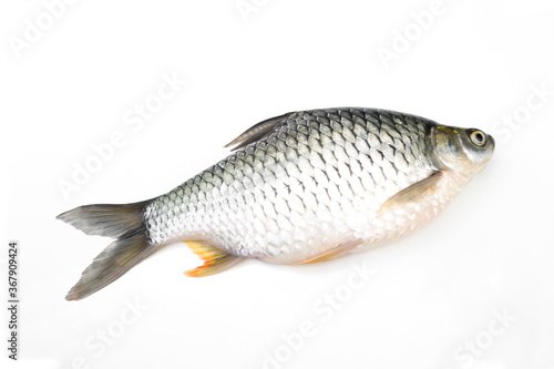 Carp is isolated on a white background. It is a popular freshwater fish.