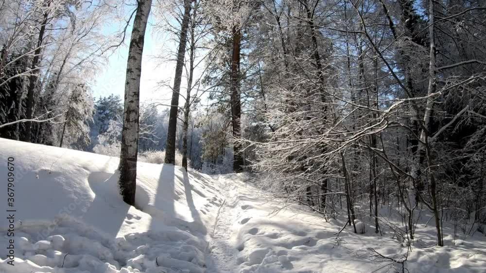Slow motion video of walking through Siberian winter forest under the snow. Slow motion video of walking through Siberian winter forest under the snow.