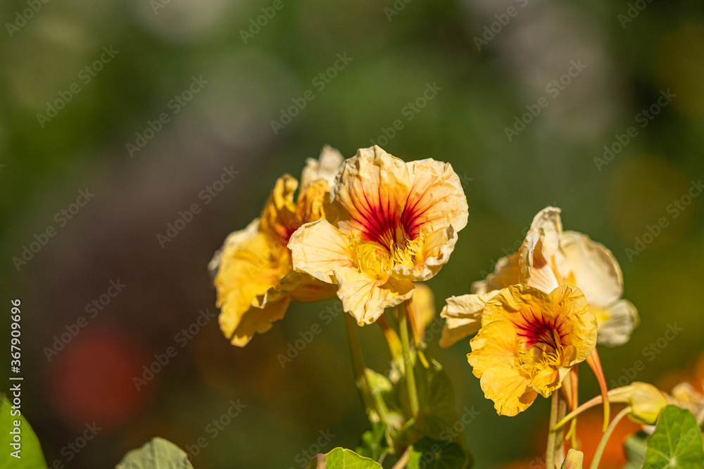 couple beautiful yellow garden nasturtium flowers blooming under the sun in the garden couple beautiful yellow garden nasturtium flowers blooming under the sun in the garden