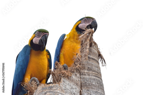 ARARA AZUL / GOIAS / CERRADO / BIRD  photo