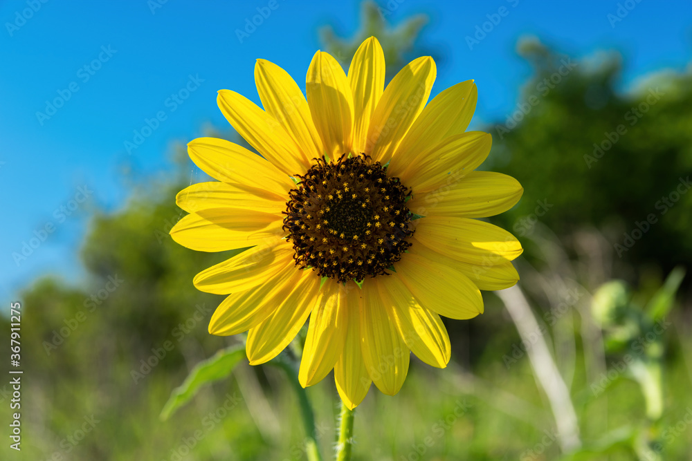 Yellow Sunflower glowing in bright morning sunlight Yellow Sunflower glowing in bright morning sunlight