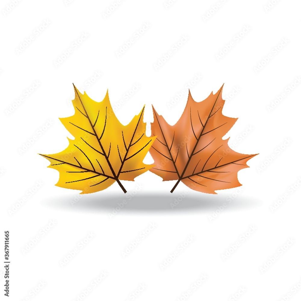 Fototapeta premium maple leaves