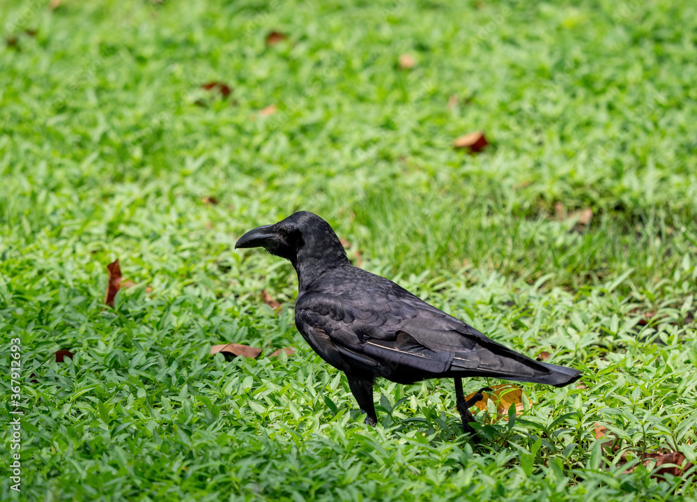 Close up Large Billed Crow was Standing on The Lawn Close up Large Billed Crow was Standing on The Lawn