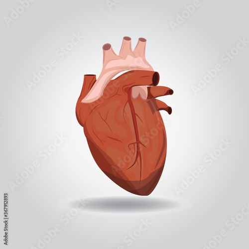 heart