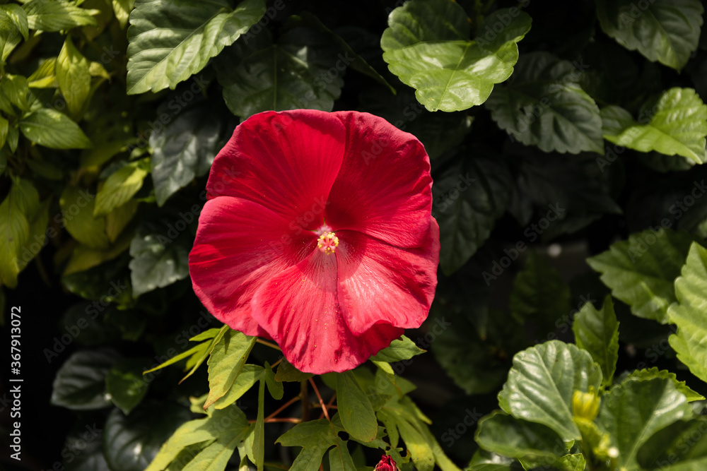 南の島　ハイビスカス