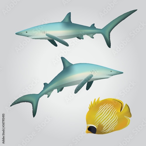 sharks and copperband fish photo