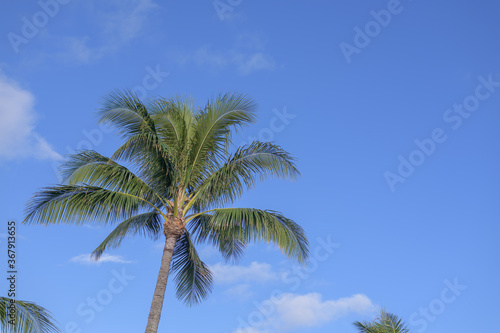 palm trees against blue sky © NAOKI TSUKADA