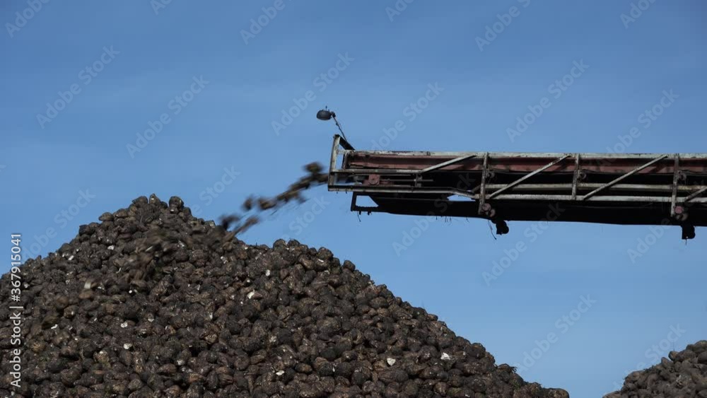 Crane conveyor of combine harvester unloading sugar beet. Harvesting machine working on farmland. Agricultural equipment. Crane conveyor unloading tubers of sugar beet from the truck to the ground Crane conveyor of combine harvester unloading sugar beet. Harvesting machine working on farmland. Agricultural equipment. Crane conveyor unloading tubers of sugar beet from the truck to the ground