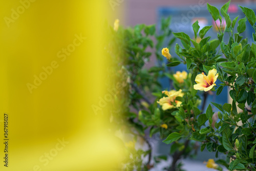Meet the yellow hibiscus on a morning walk