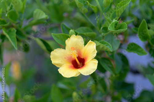 Meet the yellow hibiscus on a morning walk